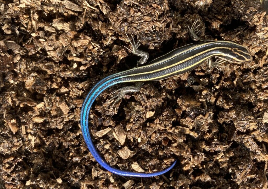 【ニホントカゲ・ニホンカナヘビ】飼育時の注意点は? 飼育の際に絶対にやってはいけない事